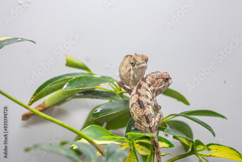 Two small lizards are sitting on a leafy green plant