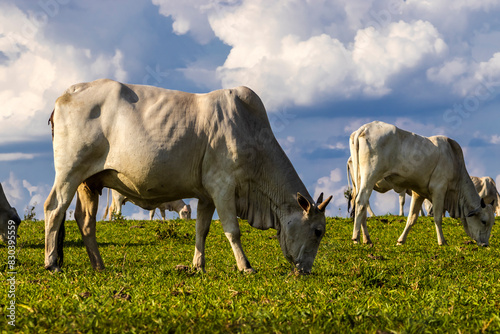 Zebu Nellore cow in the pasture area of a beef cattle farm in Brazil photo