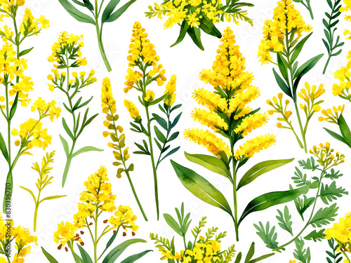 yellow goldenrod flowers, simple watercolor style
