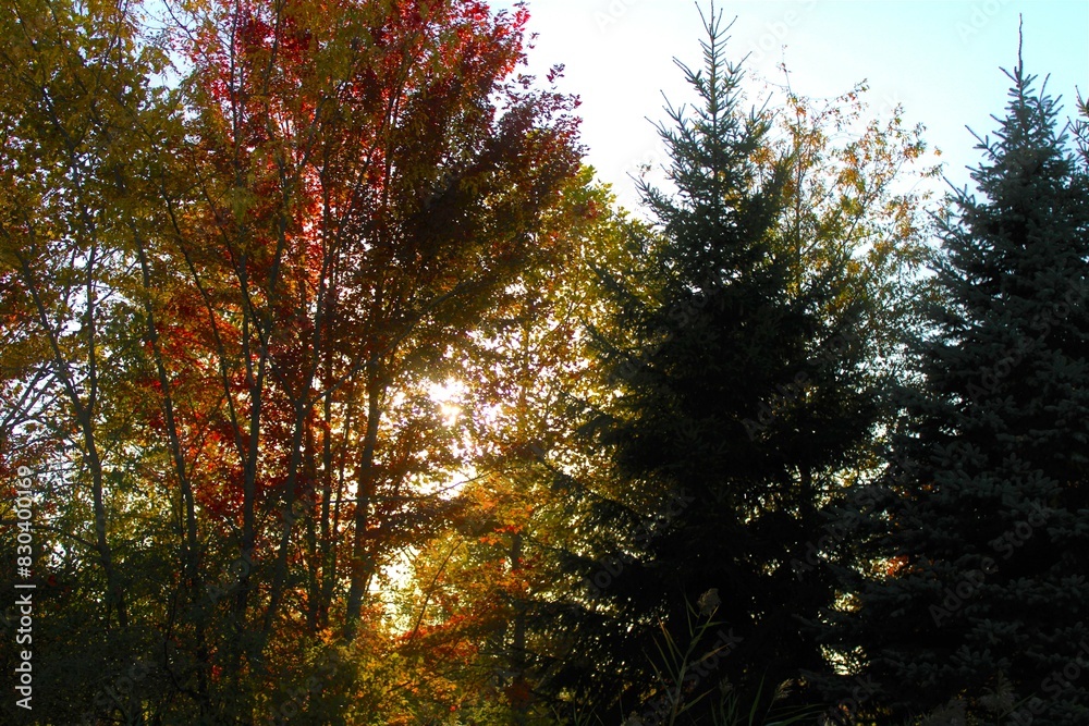 Obraz premium sun shining through trees