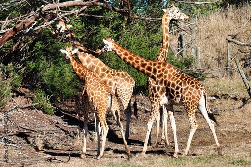 Photography Africa Safari