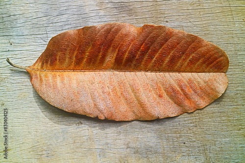 leaf on wooden  photo