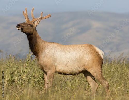 Tule Elk Buck at Tomales Point, Point Reyes National Seashore, Marin County, California, USA. photo