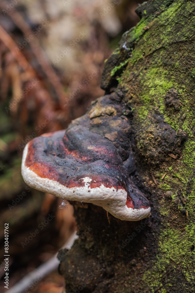 Fototapeta premium Hoof Fungus (Fomes fomentarius)