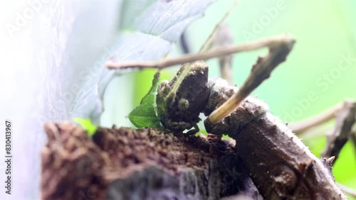 The Sunny stick insect, Sungaya inexpectata, nibbles on the leaves