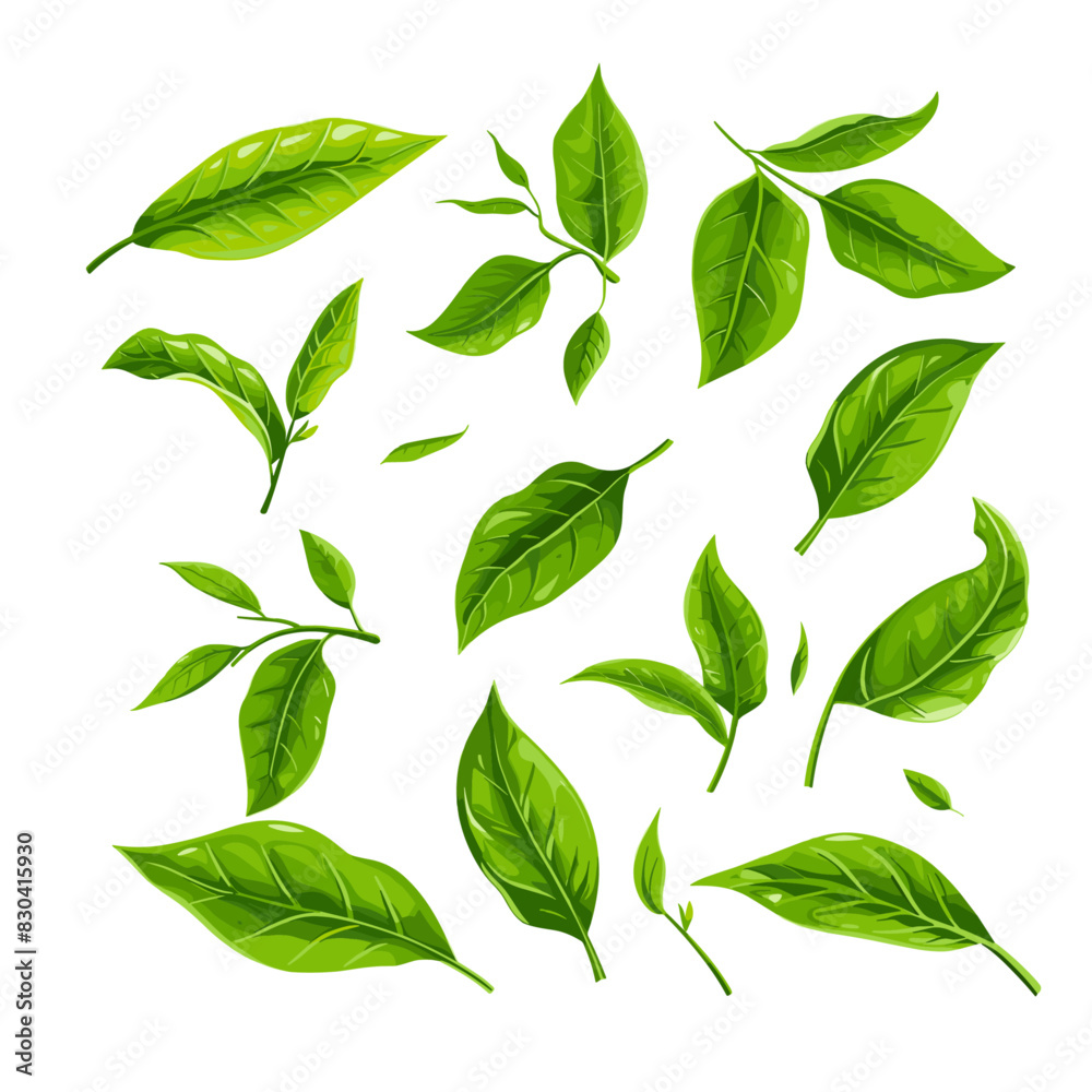 Close-up of various green leaves Close-up of various green leaves