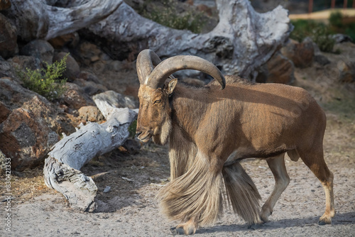 Barbary sheep with with curved horns and long shaggy hair on throat and front legs, rocks background photo