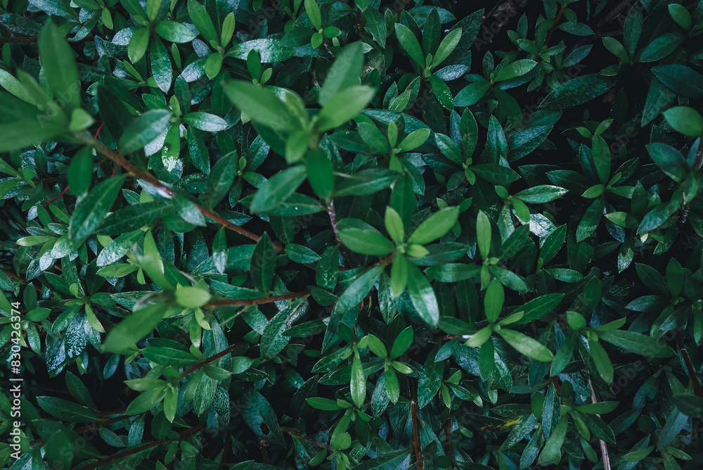 Fototapeta premium 植物