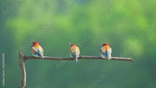 Three colorful birds with green background photo