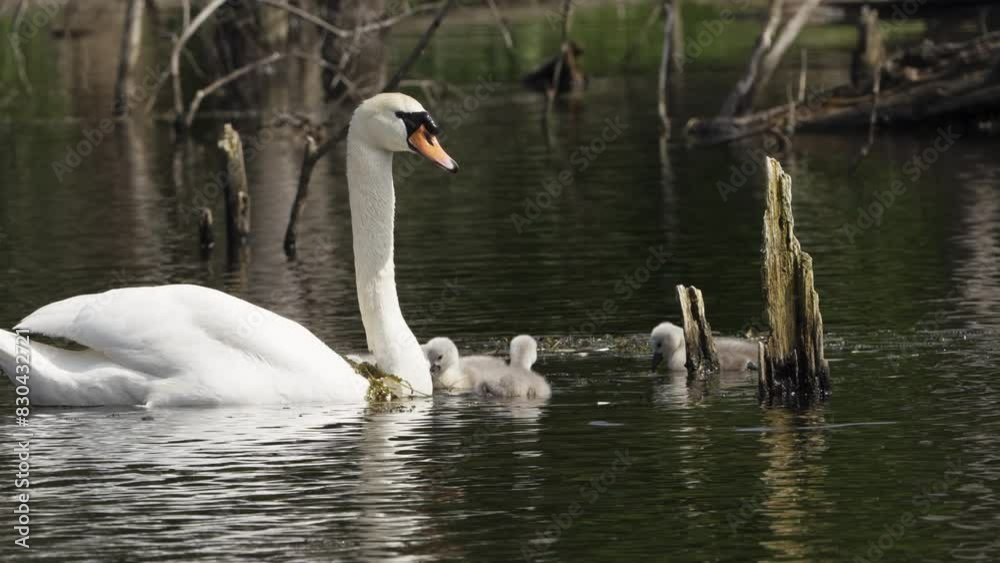 Female Mute Swan with Offsprings in Closeup Slow Motion shot Female Mute Swan with Offsprings in Closeup Slow Motion shot