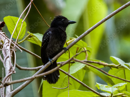 Dot-winged Antwren Microrhopias quixensis in Costa Rica photo