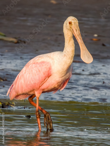 Roseate Spoonbill in Costa Rica