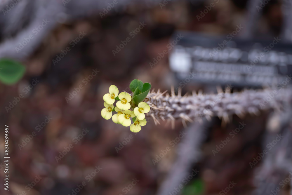 Naklejka premium ハナキリンの黄色い花