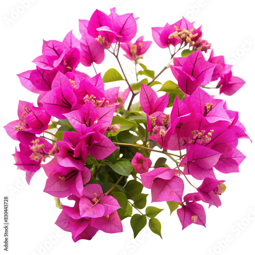 Wallpaper Mural Bougainvillea flower isolated on transparent background Torontodigital.ca