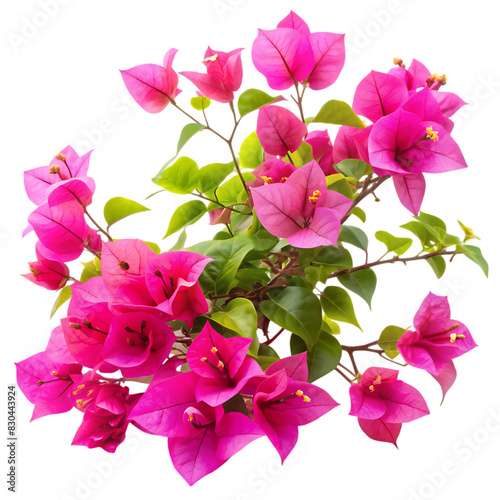 Bougainvillea flower isolated on transparent background