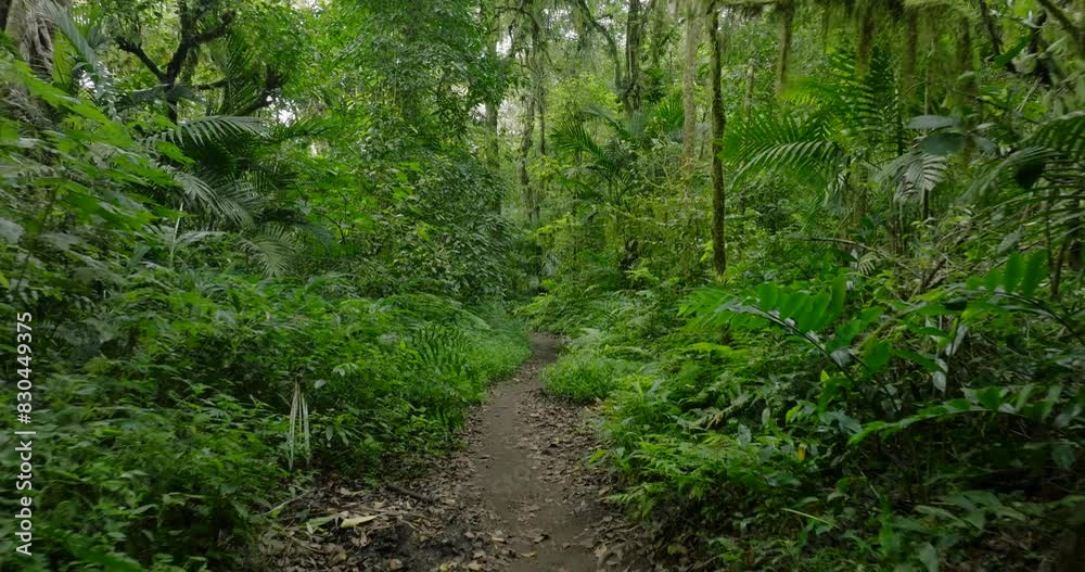 Path in the tropical forest in Bali. Nature background of a rainforest. 
