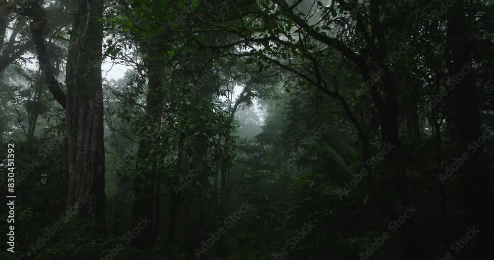 Rainforest with dense fog, lush greenery, serene and mysterious atmosphere Rainforest with dense fog, lush greenery, serene and mysterious atmosphere