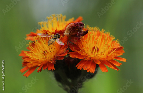 Closeup of a Margined Calligrapher hover fly (Toxomerus marginatus) pollinating the flower of an Orange Hawkweed (Pilosella aurantiaca).  The color pattern of the harmless fly mimics bees and wasps.
 photo