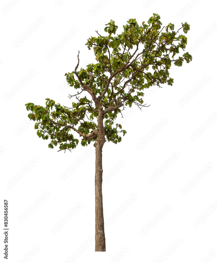 Green tree isolated on transparent background with clipping path and alpha channel. Green tree isolated on transparent background with clipping path and alpha channel.