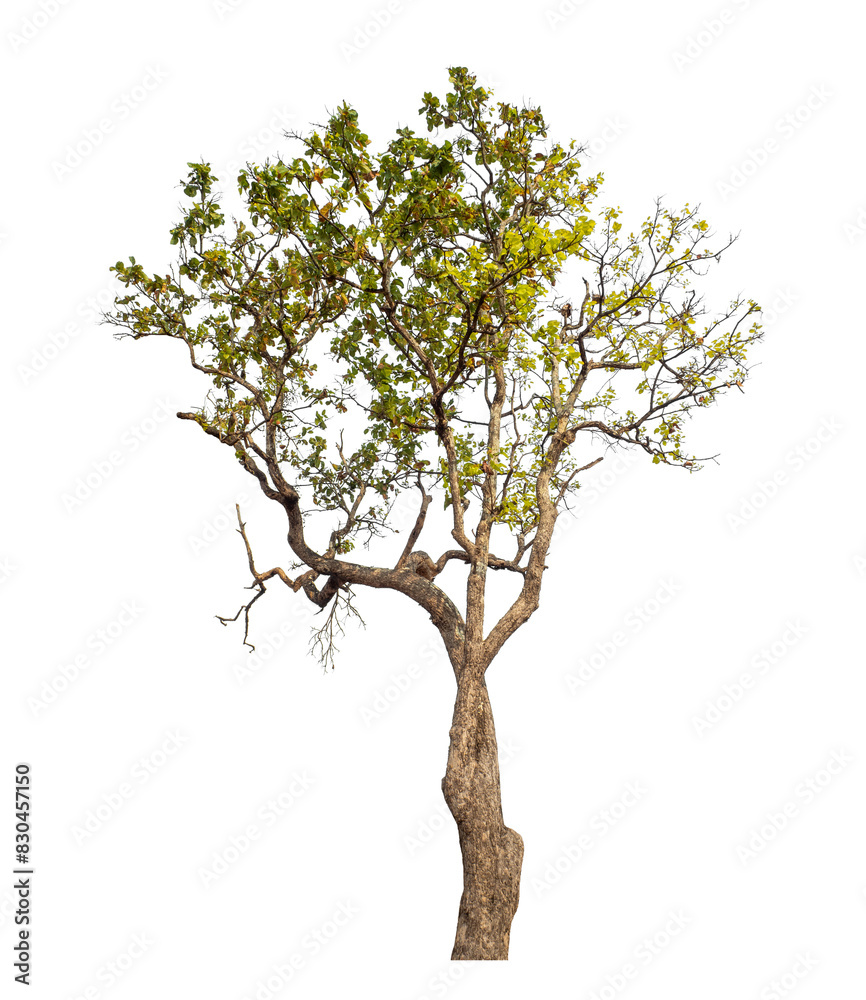 Fototapeta premium Tree isolated on transparent background with clipping path and alpha channel..