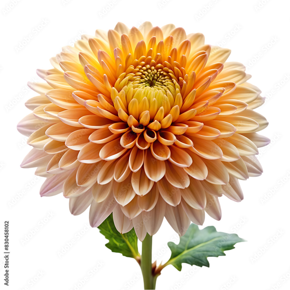 Orange dahlia flower isolated on transparent background