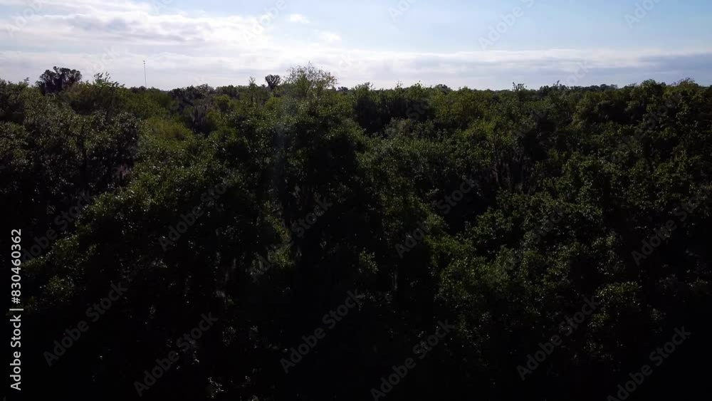 Aerial shot descending into trees Aerial shot descending into trees