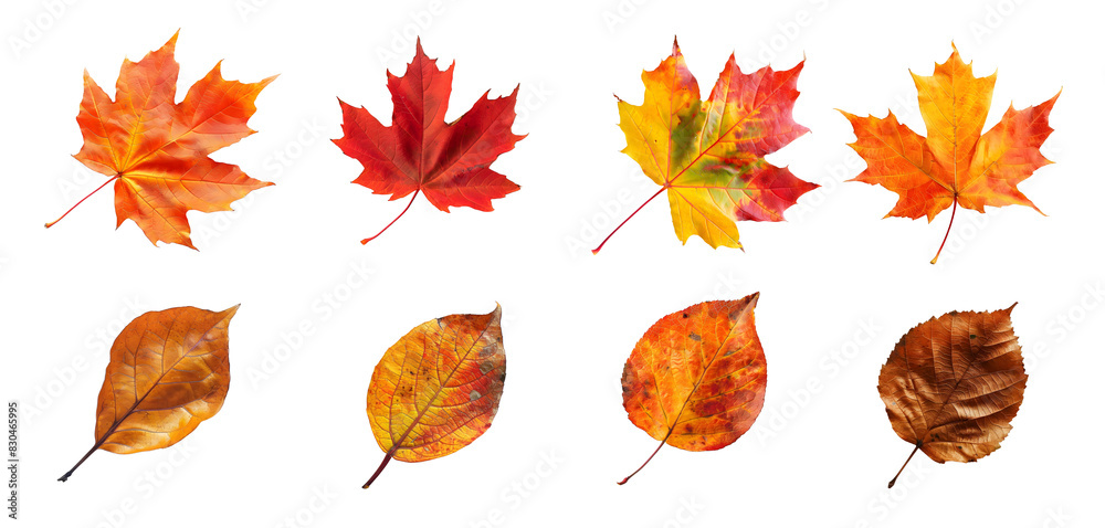 Fototapeta premium set autumn leaves on white background, clip art. cut out.