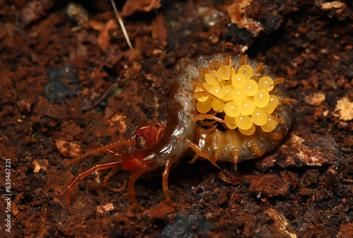 An adult female Eastern Red Centipede  Scolopocryptops sexspinosus  coiled around her eggs under a log.  This is a form of arthropod parental care.