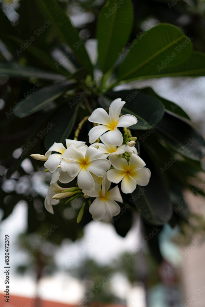 White plumeria flowers are blooming