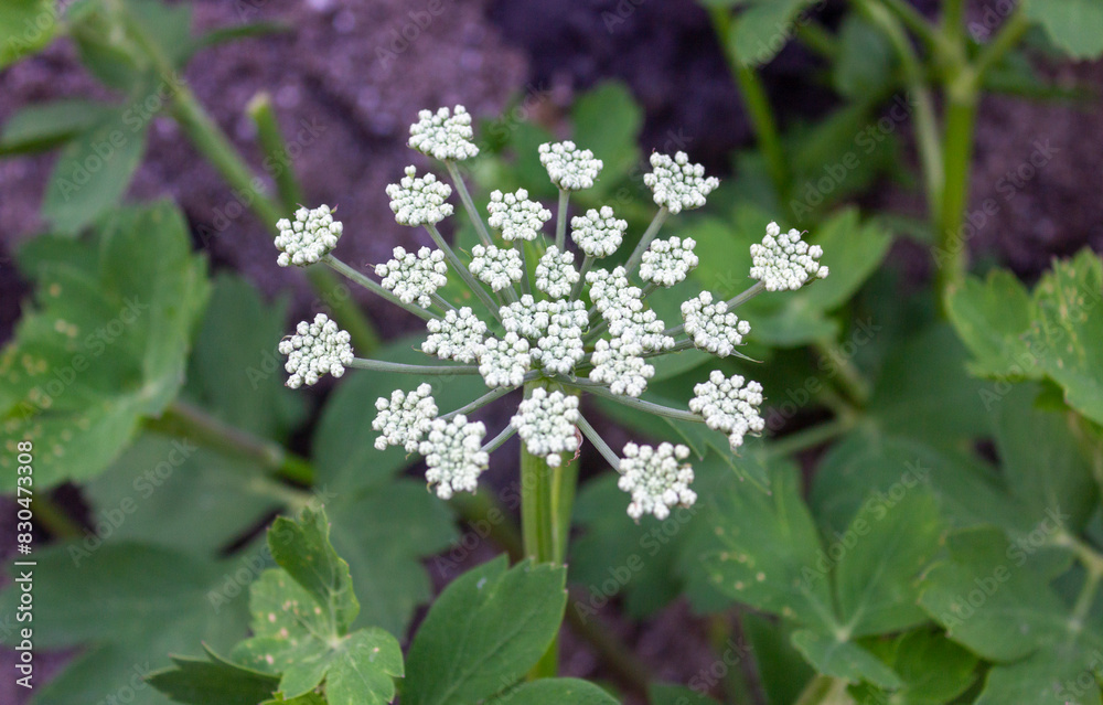 A feast of small and cute flowers. A feast of small and cute flowers.