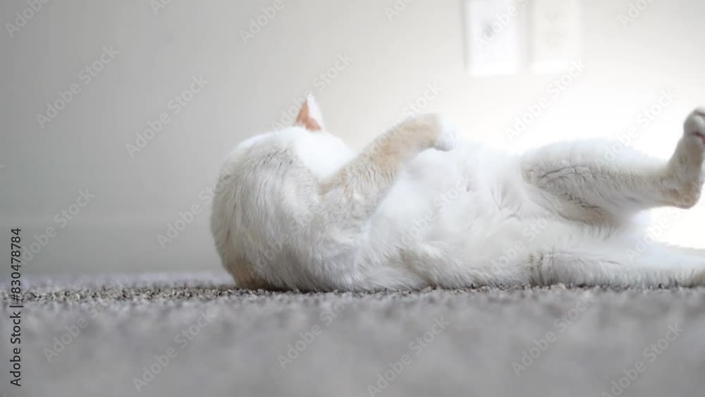 Funny Silly Video Of Weird White Cat Rolling Around Funny Faces