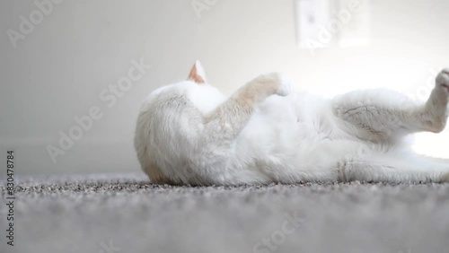 Funny Silly Video Of Weird White Cat Rolling Around Funny Faces photo