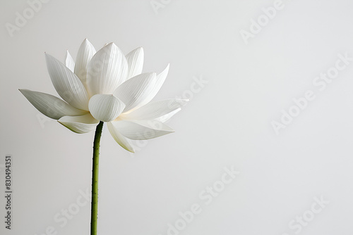 Elegant White Lotus Blossom