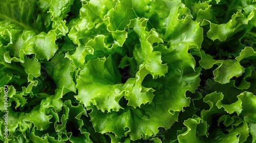 Fresh leaves of green lettuce a crisp vegetable