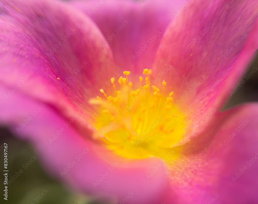 close up Pink flowers with yellow pollen. amazing stock close up Pink flowers with yellow pollen. amazing stock