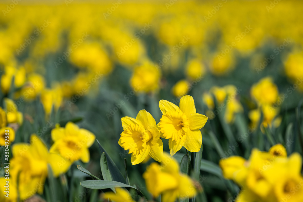 Fototapeta premium Closeup of classic bright yellow daffodil flowers growing in a field, Skagit County, Washington State 