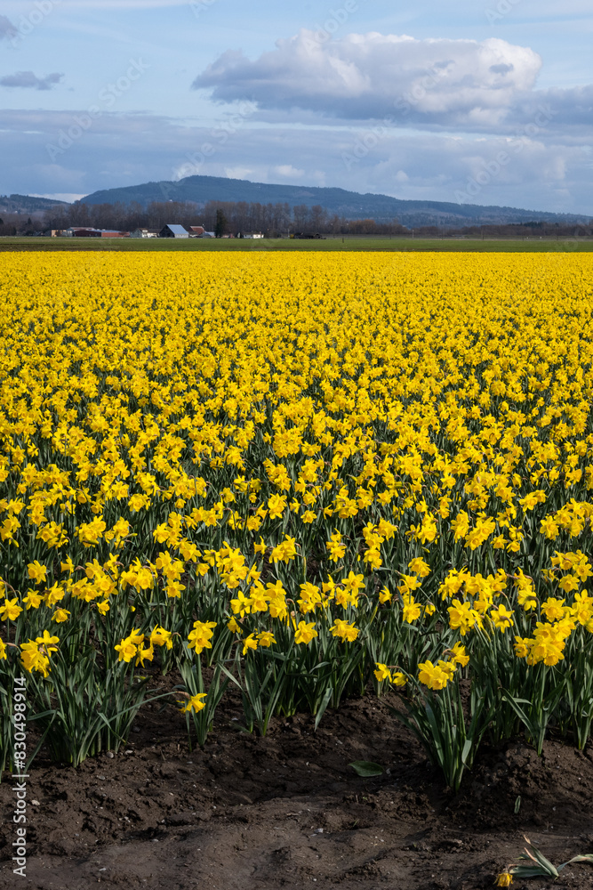 Happy spring, celebrating with classic bright yellow daffodil flowers growing in a field with mountains in the background, Skagit County, Washington State
