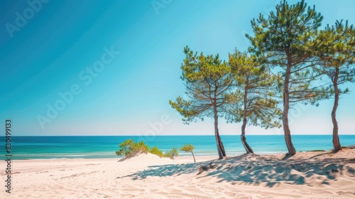 Pine trees on sandy beach under clear blue sky © TheWaterMeloonProjec