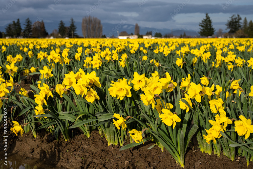 Fototapeta premium Happy spring, celebrating with classic bright yellow daffodil flowers growing in warm evening light, Skagit County, Washington State 