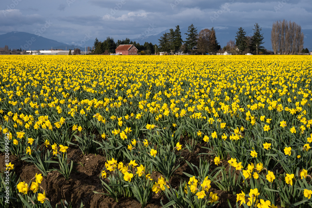 Fototapeta premium Happy spring, celebrating with classic bright yellow daffodil flowers growing in warm evening light, Skagit County, Washington State 