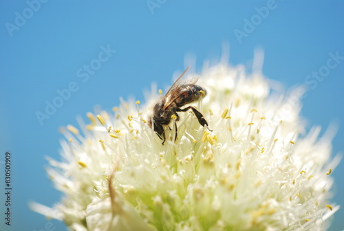 Honey bee in the garden  photo