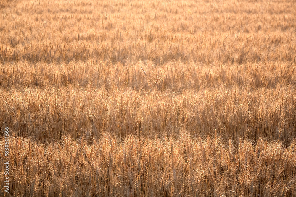 Fototapeta premium 収穫前の麦の穂