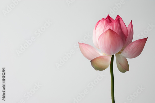 Delicate Pink Lotus Flower in Bloom