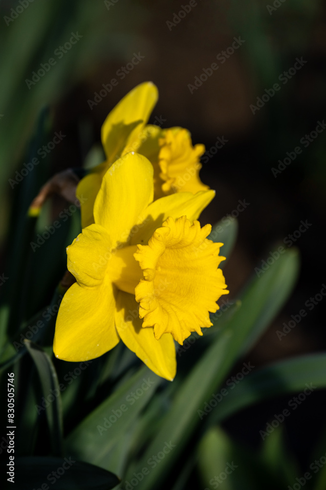 Closeup flower portrait of classic bright yellow daffodil flower growing in warm evening light with a dark background, Skagit County, Washington State
Closeup flower portrait of classic bright yellow daffodil flower growing in warm evening light with a dark background, Skagit County, Washington State