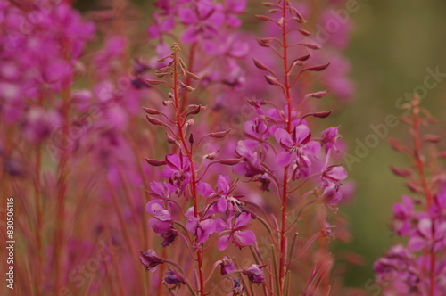 flowers in the garden