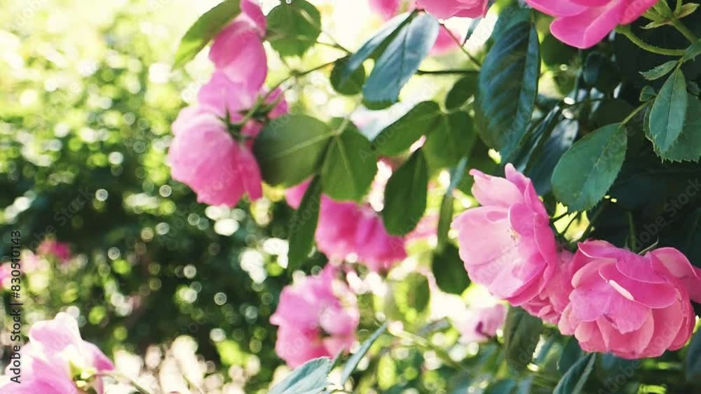 赤い薔薇と青空 赤い薔薇と青空