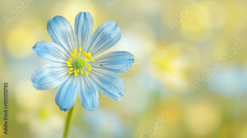  A close-up of a blue flower against a blurred background The flower s center is yellow  housing a yellow stamen at its core