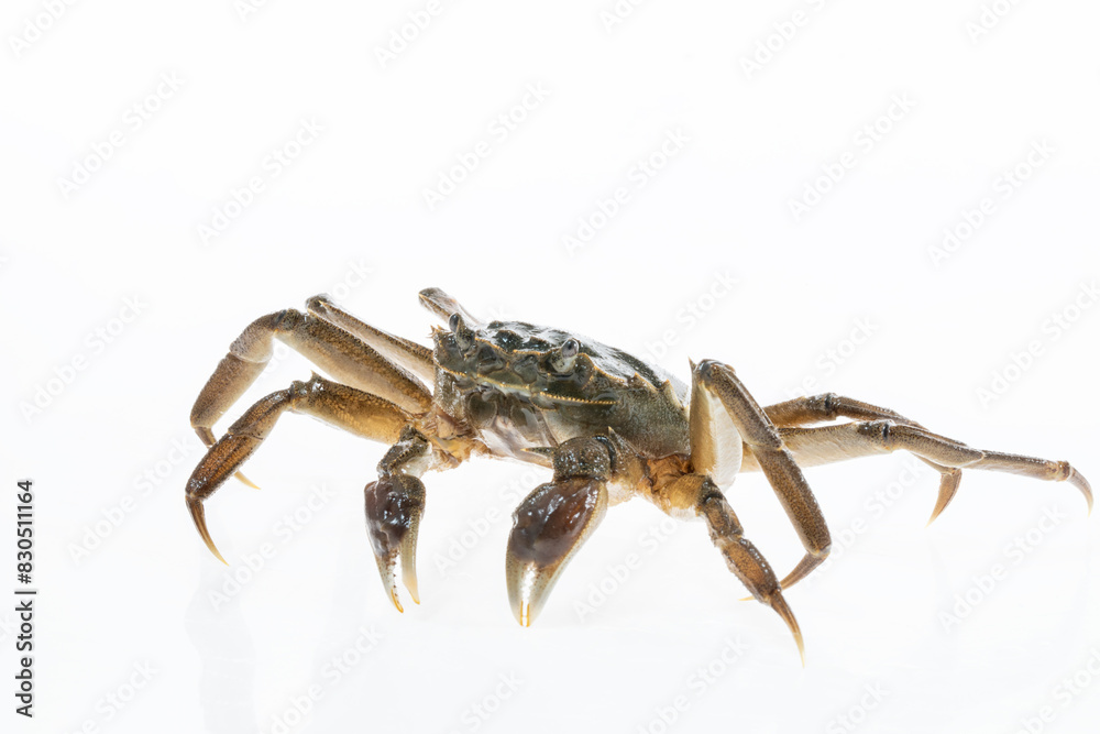 Wild Chinese Mitten Crab, Hairy Crab, in the rivers of Shanghai, China Wild Chinese Mitten Crab, Hairy Crab, in the rivers of Shanghai, China