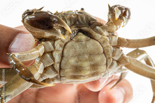 Canvas Print Wild Chinese Mitten Crab, Hairy Crab, in the rivers of Shanghai, China