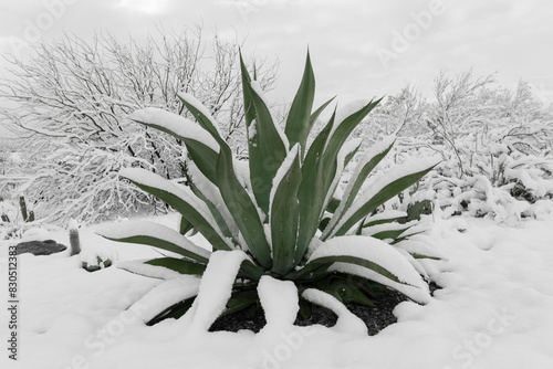 agave cactus in the snow with snow covered background, tucson arizona